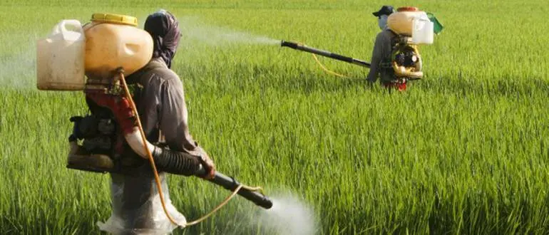 herbicides on corn