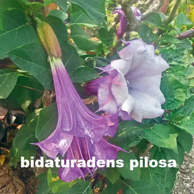 datura