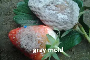 gray mold