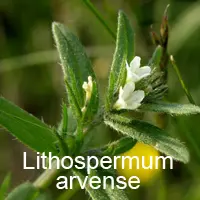 lithospermum arvense