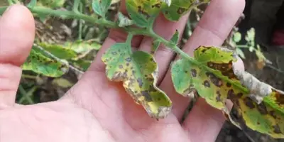 tomato early blight7