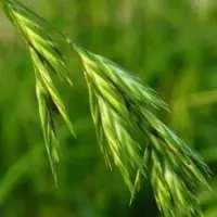 bromegrass