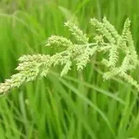 barnyard grass