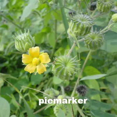 piemarker