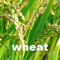 wheat