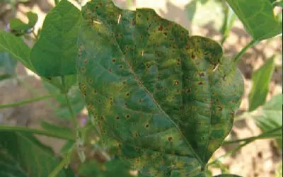 Soybean bacterial blight Copper oxychloride