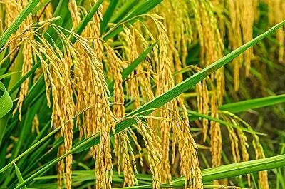 Rice