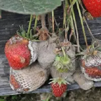 strawberry Gray mold