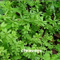 cleavers