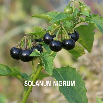 Solanum nigrum