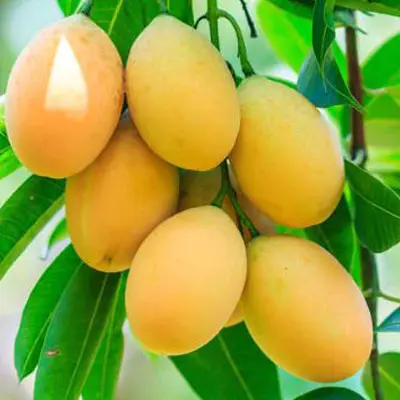 MANGO