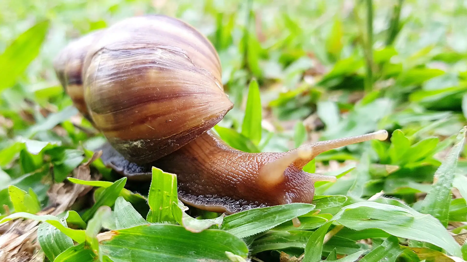 How to Control Snails and Slugs in Your Lawn