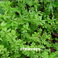 cleavers