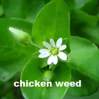chicken weed