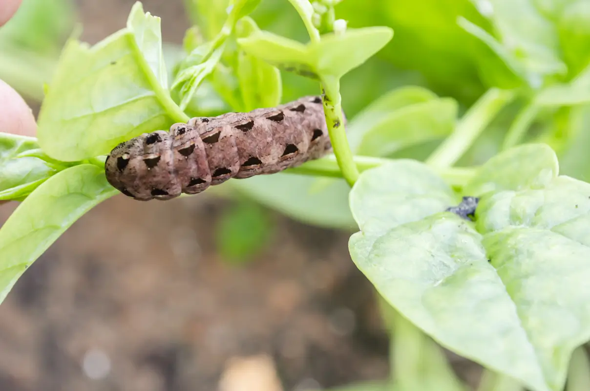 Lawn Grubs and Armyworms: How to Identify and Eliminate These Destructive Lawn Pests