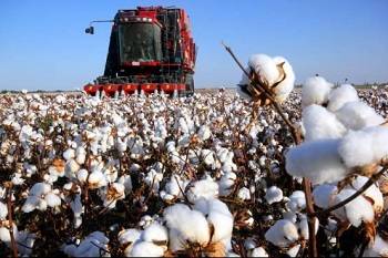 Cotton insecticide