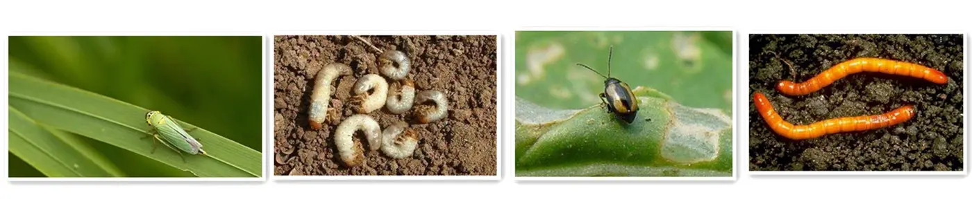 Lambda-cyhalothrin Pests (2)