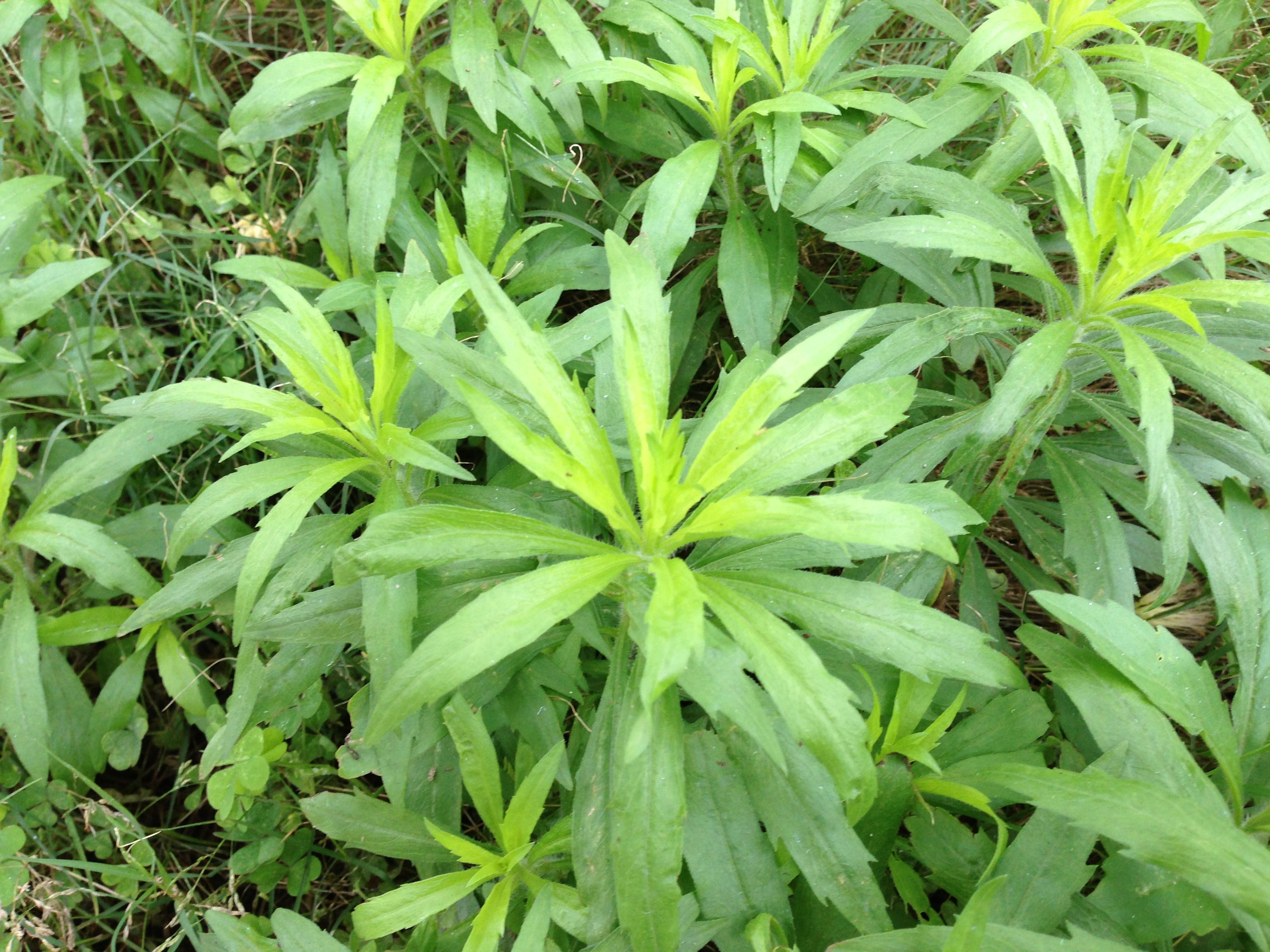 小飞蓬