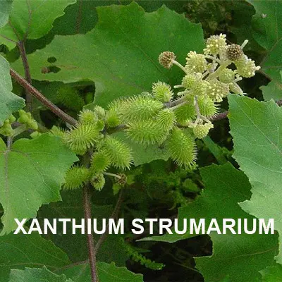 XanThium sibiricum