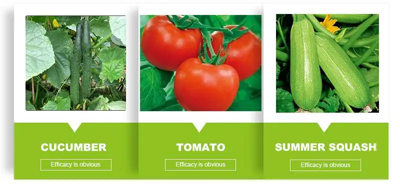 Vegetable of Ethephon spray