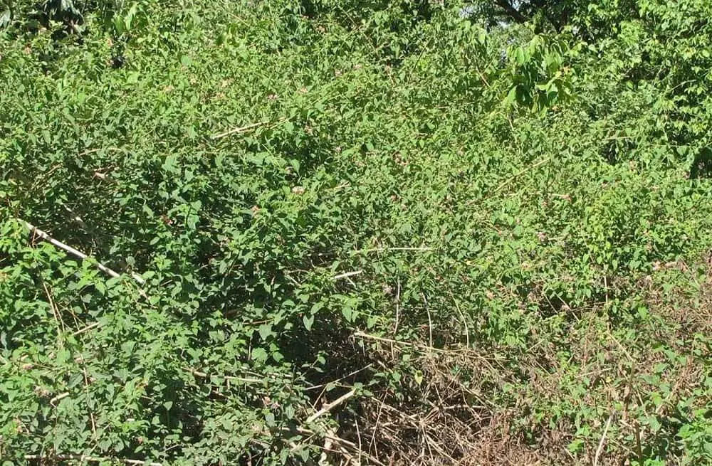 Effective Lantana Control for Pastures, Roadsides, and Natural Areas