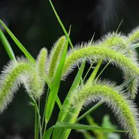 green foxtail