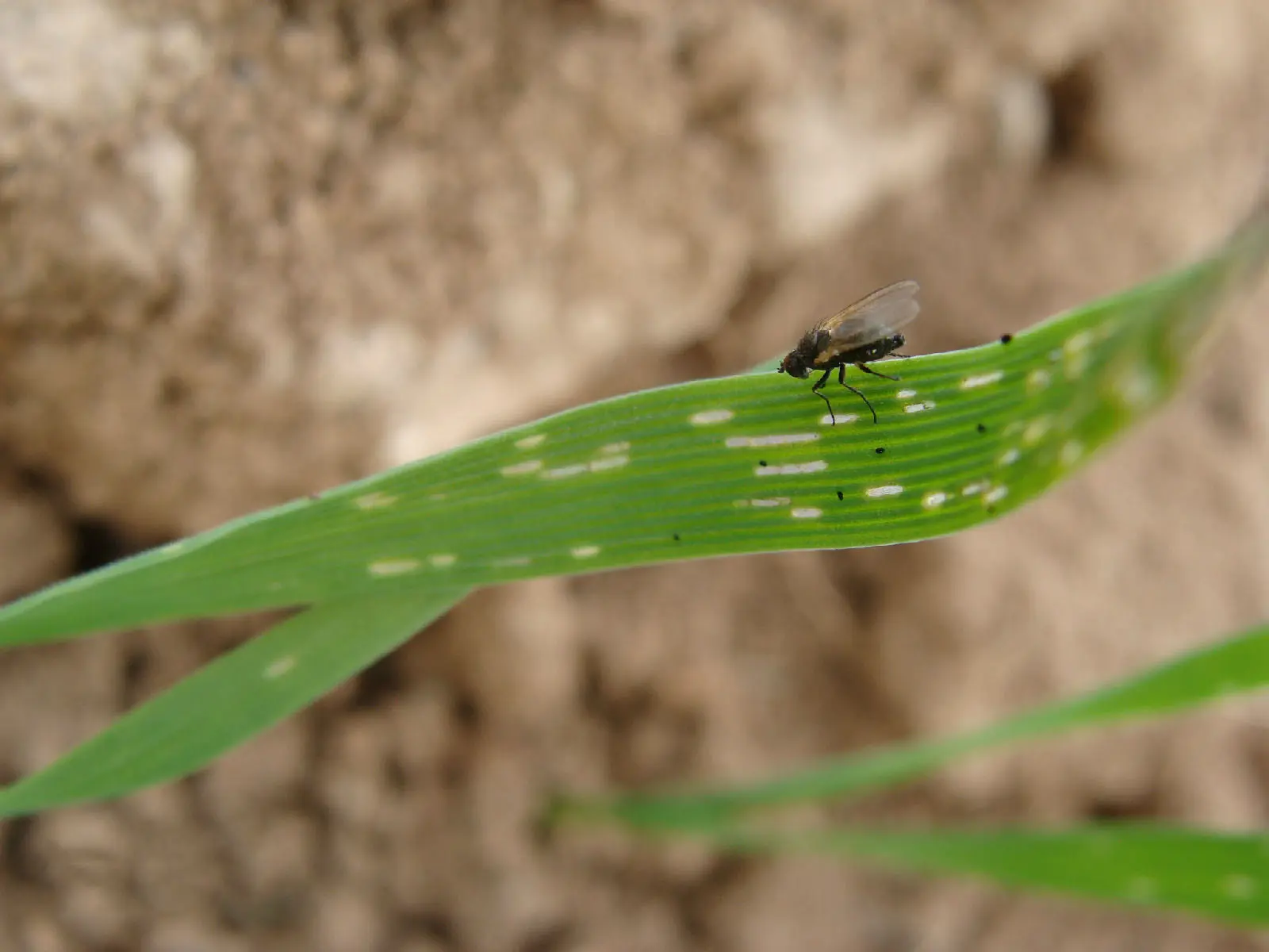 How to control leaf miner?