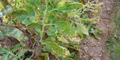 tomato early blight4