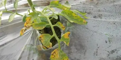 tomato early blight1