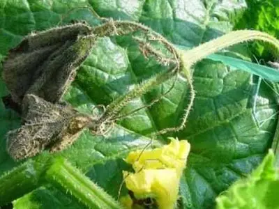 Cucumber blight2