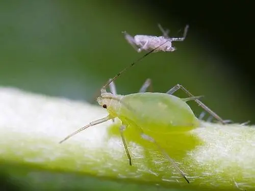 Aphid