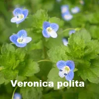 veronica polita
