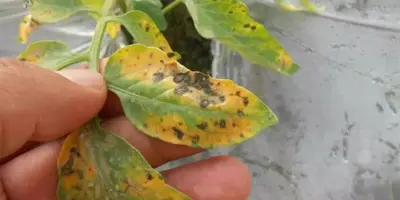 tomato early blight2