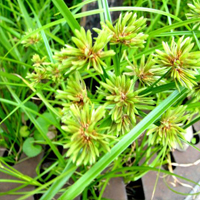 nutgrass flatsedge