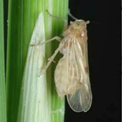 brown planthopper
