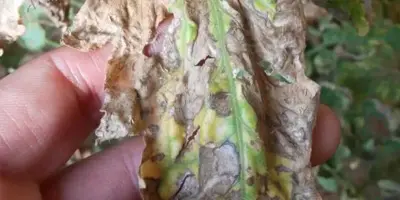 tomato early blight8