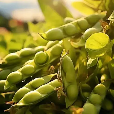Can You Spray Clethodim on Soybeans? A Practical Guide for Distributors and Growers
