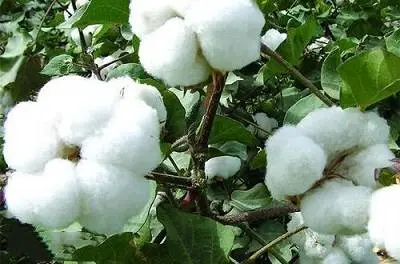 Cotton
