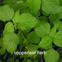 copperleaf herb