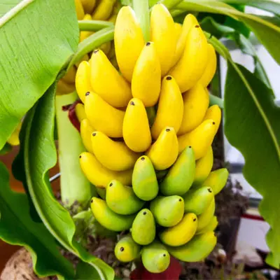banana